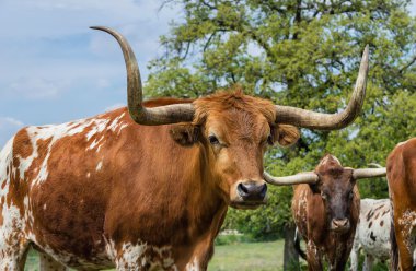 Texas longhorn sığır