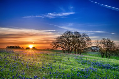 Texas bluebonnet field at sunrise clipart