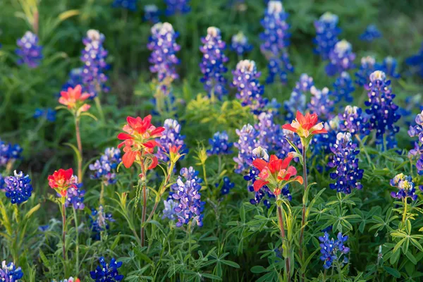 Bluebonnet Texas e Pincel indiano flores silvestres — Fotografia de Stock