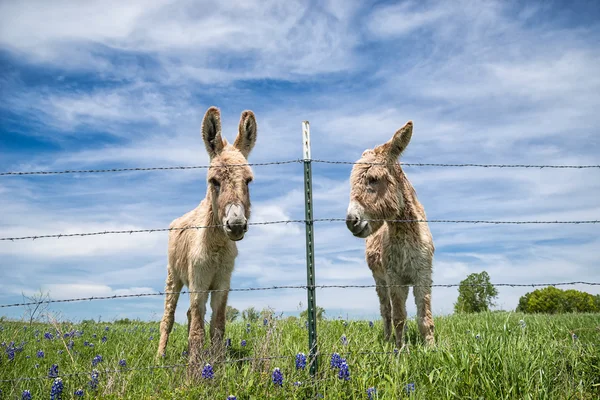 Deux ânes au pâturage printanier — Photo