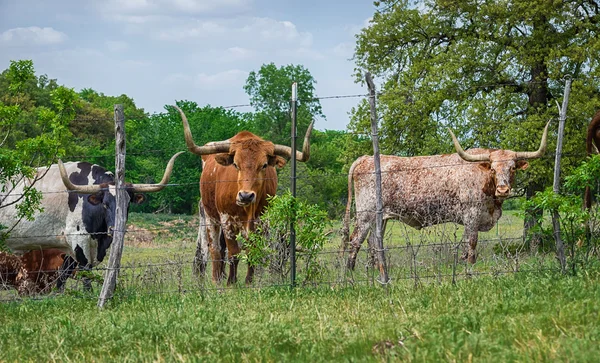 Texas longhorn sığır — Stok fotoğraf