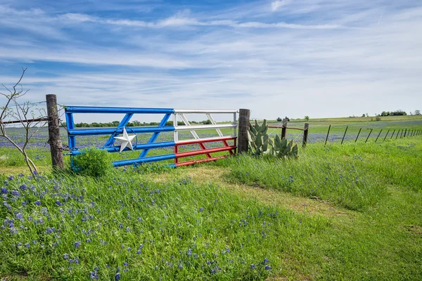 Texas bluebonnet pola i ogrodzenia na wiosnę — Zdjęcie stockowe