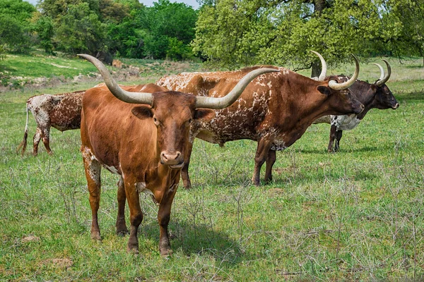 Texas longhorn sığır — Stok fotoğraf