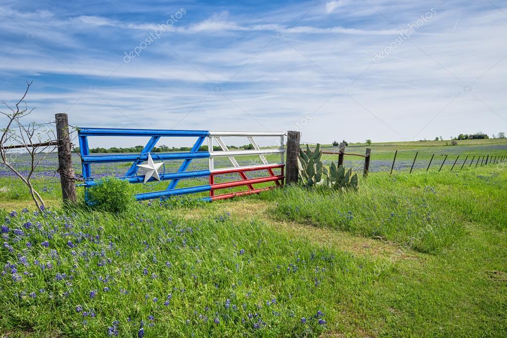 Bluebonnet field and a fence with gate along roadside in Texas spring