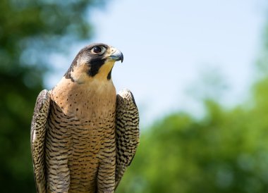 Peregrine Falcon (Falco peregrinus)
