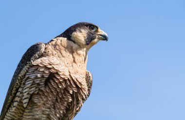 Peregrine Falcon (Falco peregrinus)