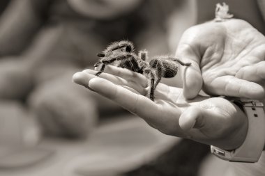 el bir tarantula tutarak