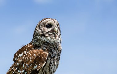 Çizgili baykuş (Strix varia)