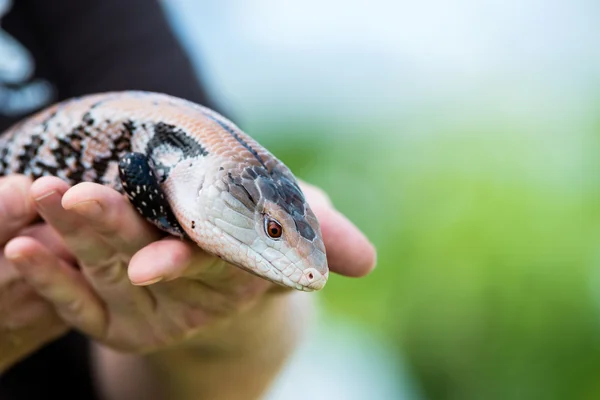 Lagarto-de-língua-azul — Fotografia de Stock