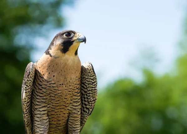 Peregrine Falcon (Falco peregrinus) — Stock Photo, Image