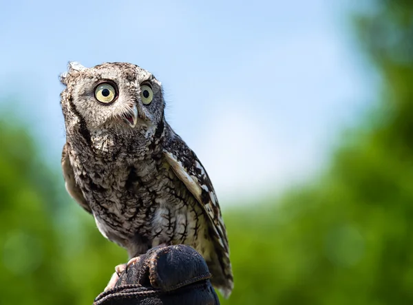 Coruja Screech oriental (Megascops asio ) — Fotografia de Stock