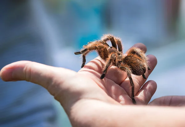 Mano sosteniendo una tarántula — Foto de Stock