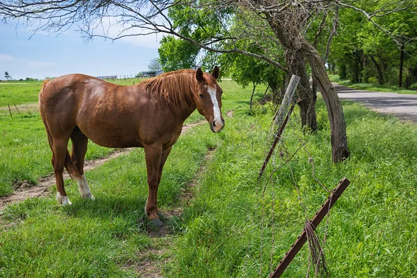 春の草地における放牧馬 — ストック写真