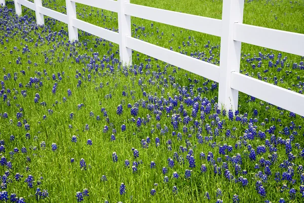 Texas bluebonnets blommar på våren — Stockfoto