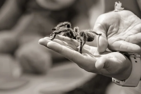 Рука держит тарантула — стоковое фото