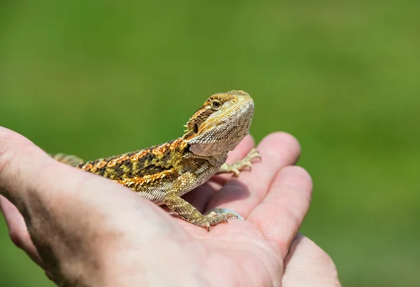 Bearded dragon lizard — Stock Photo, Image