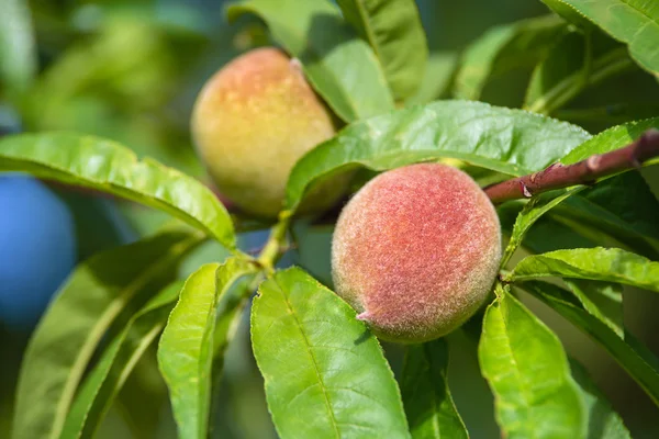 桃の木の果物の熟成 — ストック写真