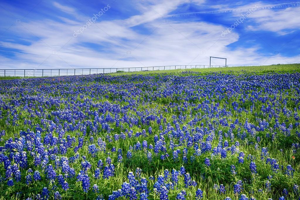 Texas Bluebonnet field blooming in the spring, bright blue sky with white clouds