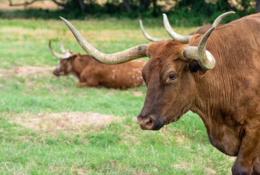 Texas longhorn sığır mera üzerinde