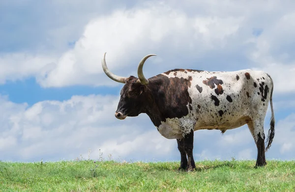Техасский длиннорог на пастбище — стоковое фото