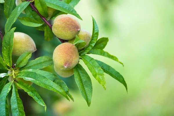 Persika frukt växande och mognad i träd — Stockfoto