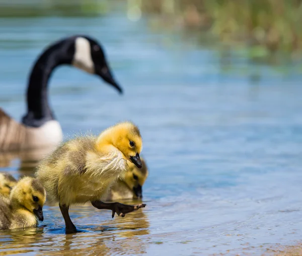 Bernikla kanadyjska gosling — Zdjęcie stockowe