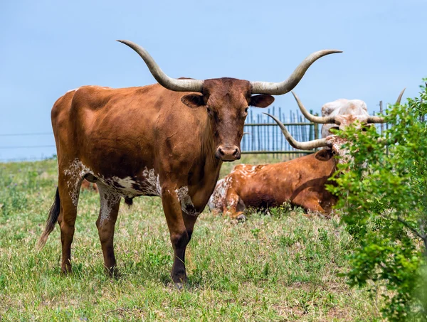 Texas dlouhorohý dobytek — Stock fotografie