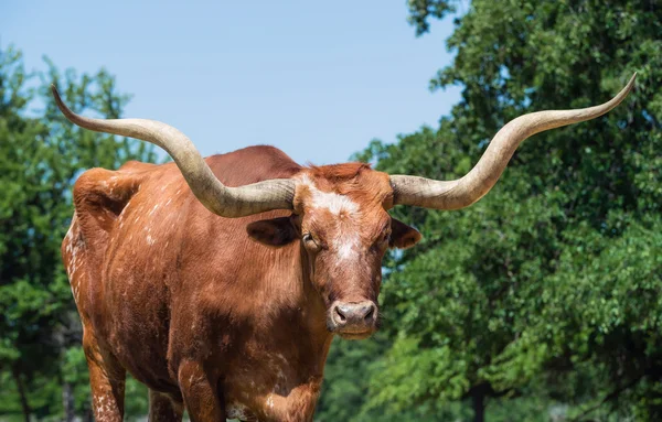 Texas longhorn closeup — Stok fotoğraf