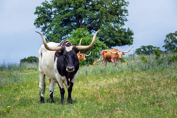 Texas longhorn vee — Stockfoto