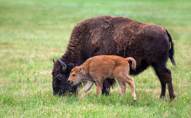 Buffalo inek ve öküz