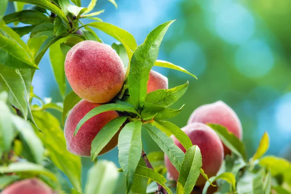 桃の木の果物 — ストック写真