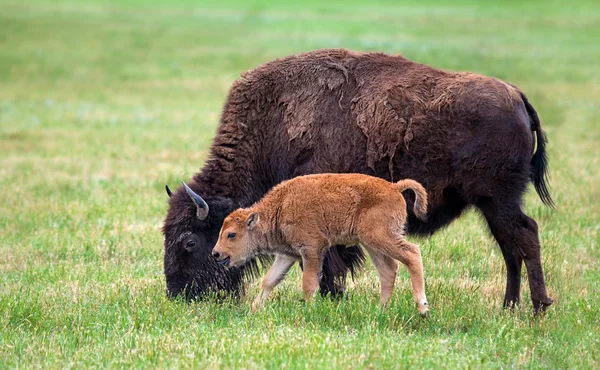 Vaca de búfalo y un ternero — Foto de Stock