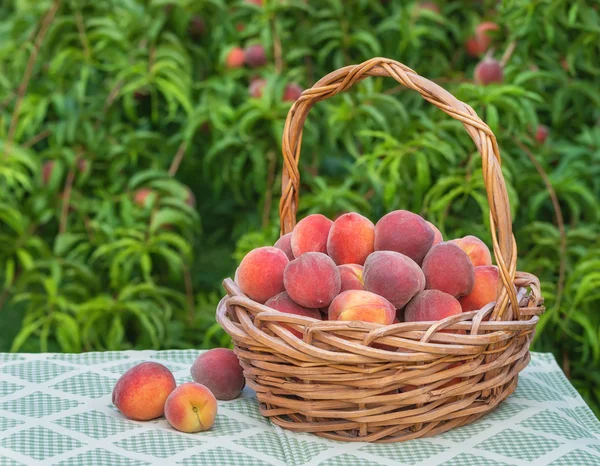 Frisch gepflückte Pfirsichfrüchte im Korb — Stockfoto