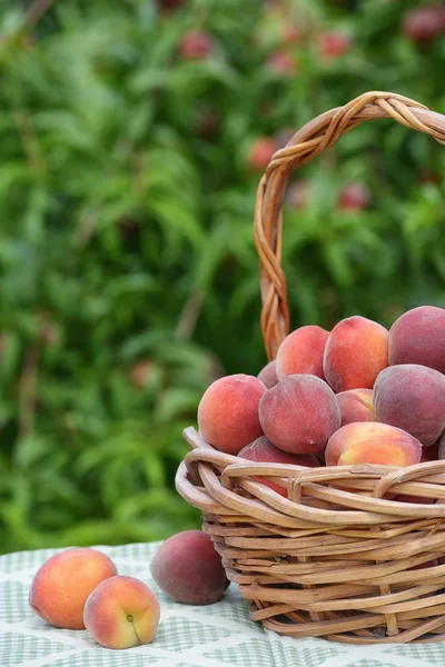 Nyplockade persika frukt i korg — Stockfoto