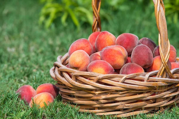 Nyplockade persika frukt i korg — Stockfoto