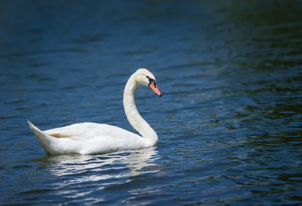 Mute swan (Cygnus olor) swimming — Stock Photo, Image