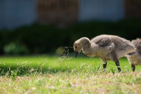 Il canada oca gosling alimentazione — Foto Stock