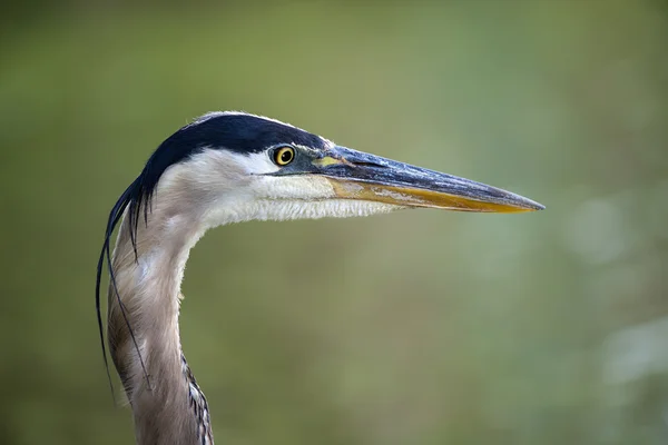 Büyük mavi balıkçıl, ardea herodias — Stok fotoğraf