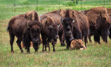 Amerikan bizonlar ve buzağı