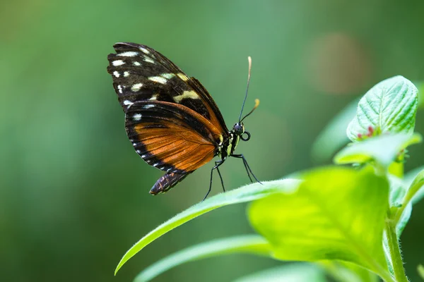 Papillon à ailes longues (Heliconius hecale) ) — Photo