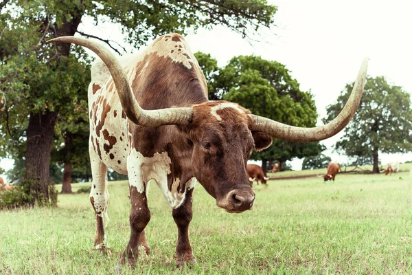 Texas dlouhorohý dobytek pasoucí se — Stock fotografie