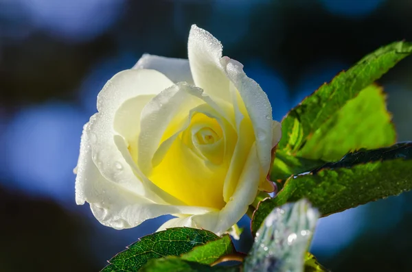 Yellow garden rose with morning dew — Stock Photo, Image