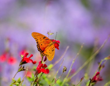 Bahçedeki kırmızı çiçeklerle beslenen körfez Fritillary Kelebeği (Agraulis vanilya). Kopya alanı ile mor çiçek bokeh arkaplanı.