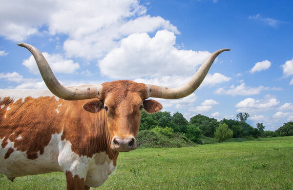 Closeup of Texas Longhorn in the spring pasture. Bright blue sky and white clouds with copy space.
