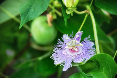 Yaz bahçesinde çiçek açan güzel mor Tutku Çiçeği (Passiflora incarnata). Arkaplanda tutku çiçeği meyvesi.