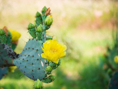 Teksas ilkbaharında Armut Armut Kaktüsü 'nün (Opuntia nemfusa) güzel sarı çiçeği. Kaktüs meyvesi ve dikenli ped. Boşluğu kopyala.