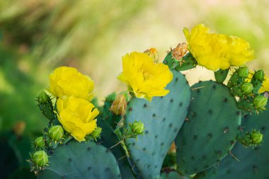 Teksas baharı, Prickly Pear Kaktüs çiçeğinin (Opuntia nemfusa) güzel sarı çiçekleri. Dikenli kaktüs meyveleri ve pedleri.