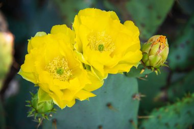 Teksas baharı, Prickly Pear Kaktüs çiçeğinin (Opuntia nemfusa) güzel sarı çiçekleri. Yakın çekim..