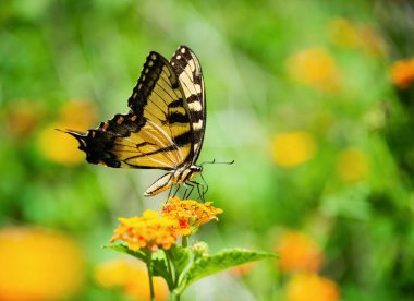 Doğu Kırlangıç Kelebeği (Papilio glaucus) bahçede Lantana çiçekleriyle beslenir. Boşluğu kopyala.