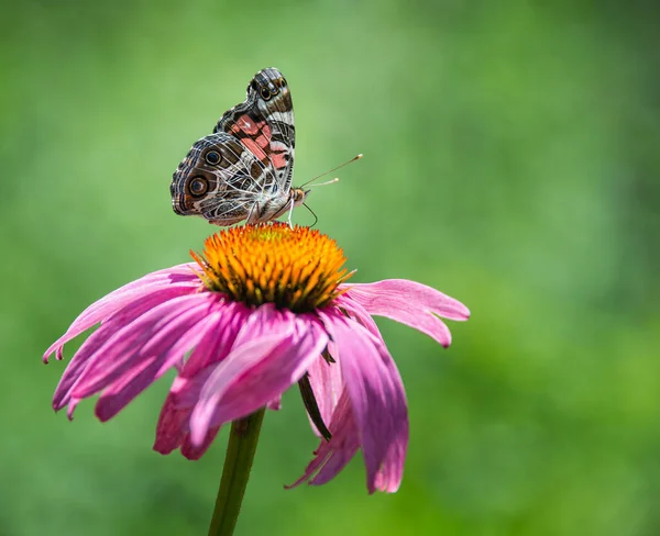 Бабочка Американка Vanessa Virginiensis Питается Фиолетовым Конфлором Естественный Зеленый Фон — стоковое фото